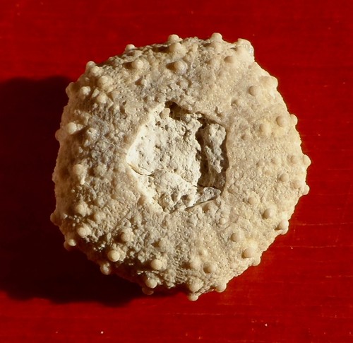 Oursin fossile jurassique - oursin,
