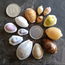 Coquille de cawrie du Japon