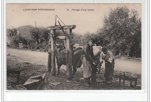 Ferrage une vache dans - d'une,