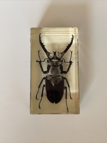 Véritable insecte dans - véritable,