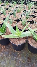 Aloe maculata 'Robusta' /