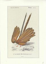 Document ancien planche d'histoire naturelle atlas d'Orbigny 1973