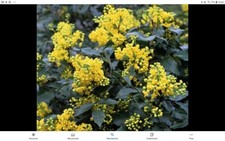 Mahonia  1 Plant