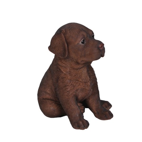 Chocolate labrador puppy - chocolate,