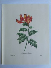 PLANCHE PJ REDOUTÉ PLUS BELLES FLEURS BIGNONIA CAPENSIS LANGLOIS