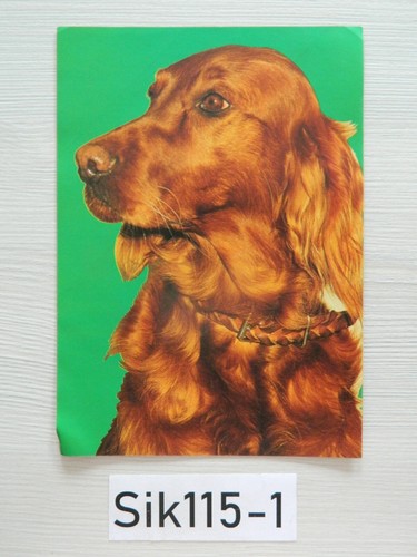 Cmx 15cm chien setter - 21,