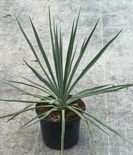 Yucca rigida blue - yucca,