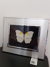 papillon naturalisé "ANTHEOS