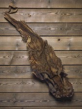 Vintage taxidermie cabinet de