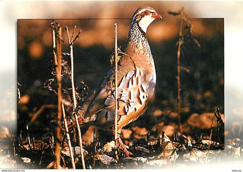Carte postale animaux - carte,