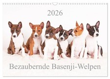 Charmants chiots basenji (Calendrier mural 2026 DIN A3 horizontal), CALVENDO cal