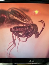 Ambre avec insectes 15 g