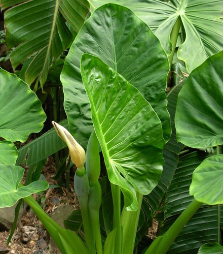 Alocasia macrorrhiza 80cm - alocasia, |