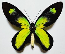 MAGNIFICIENT YELLOW