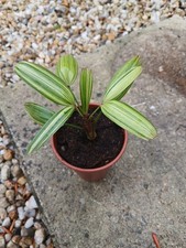 Rhapis japonica  "Aya Nishiki"