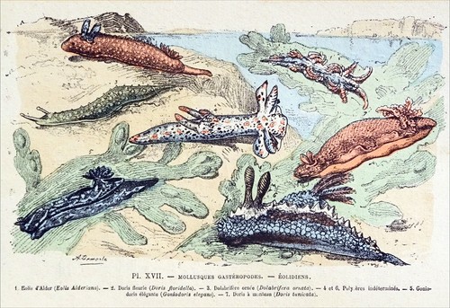 Gastéropodes marins eolis - gastÉropodes,