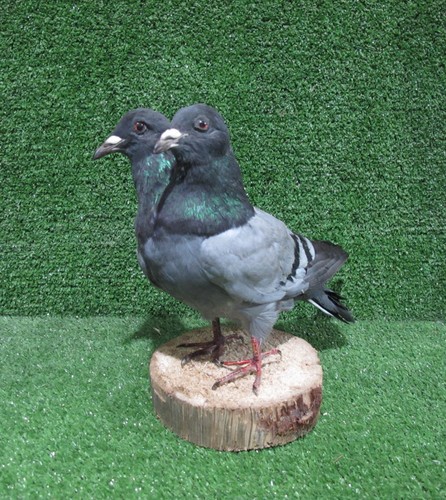 Headed grey pigeon - pigeon, taxidermy