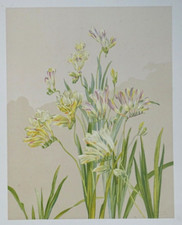 Freesia Lithographie originale