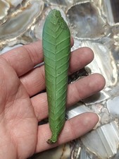 Disneyland Paris Feuille Attraction La Cabane des Robinsons Disney Prop