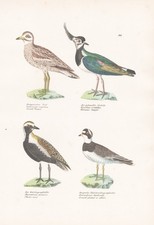 Kiebitz Lapwing Pluvier Charadriidae Oiseau Oiseaux Lithographie Schinz 1830