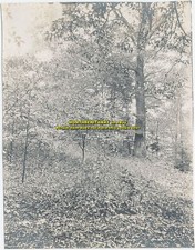 Old Photo Unknown Trees Leaves Nice Black and White Landscape Photograph c. 1910