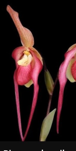 Phragmipedium china dragon - phragmipedium,
