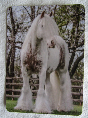 Horse swap card modern - swap, card~modern