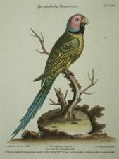 LA PERRUCHE A COLLIER gravure