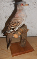 Ancienne Taxidermie   oiseau colombe  Naturalisé taxidermy curiosité