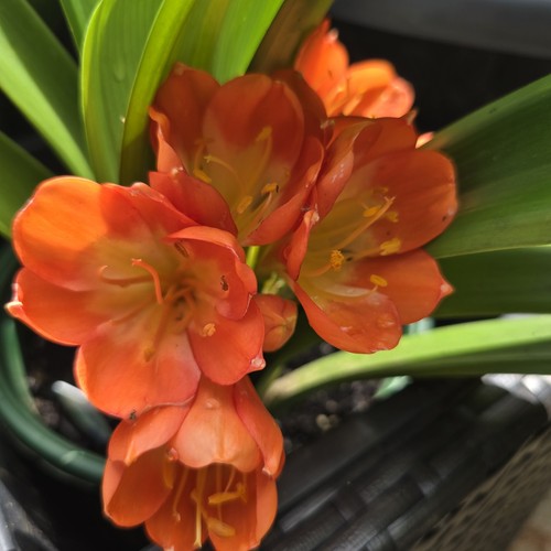 Clivia miniata orange mature - clivia,