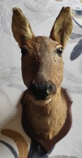 Superbe Tête de Biche Taxidermie