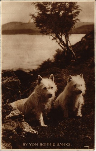 Cpa westies dogs - cpa, ak