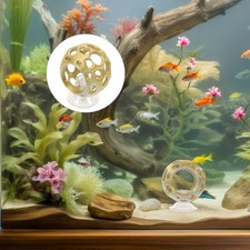  Aquarium Grotte À Crevettes