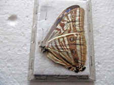 Entomologie Morphinae Morpho zephyritis Mâle Perou   M. de Dios
