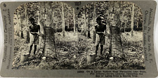 Keystone, Stéréo, collecting the latex on a Rubber plantation in the Fiji Island