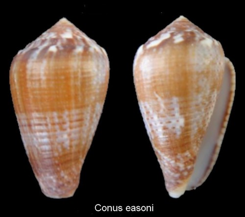 Coquillage collection - de,