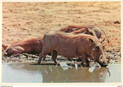 Carte postale animaux - -,