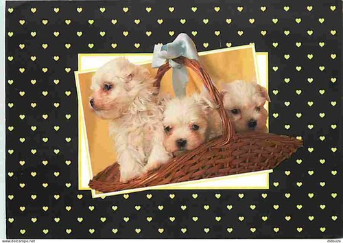 Carte postale animaux - -,