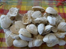 Lot FOSSILES  ARCA TURONICA