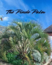 Live Pindo Palm (Cocos