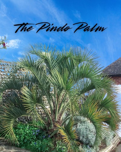 Live pindo palm cocos - pindo, (cocos