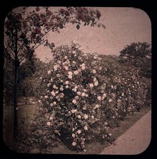 Fleurs Roses Jardin c1910 Photo Stereo Verre Autochrome Vintage §fn1