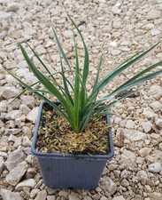 Hesperoyucca whipplei / Yucca