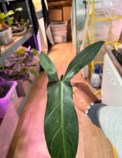 Bouture philodendron mexicanum