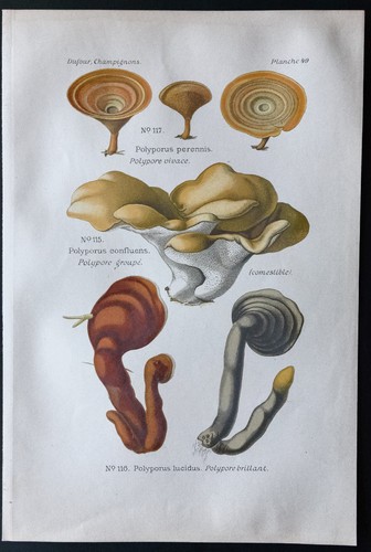 1891 planche couleur - planche,