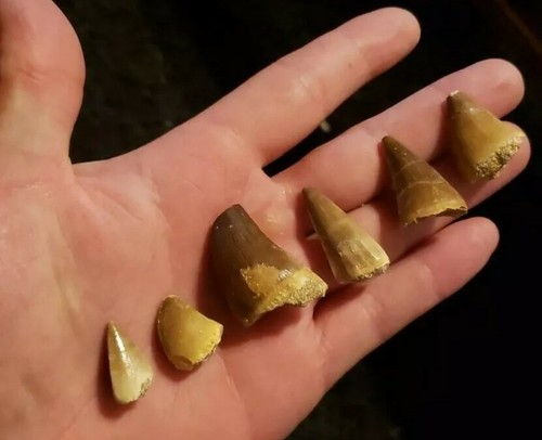 Mosasaur teeth from africa - mosasaur,