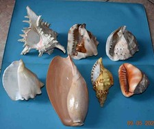 COLLECTION DE 7 GRANDES