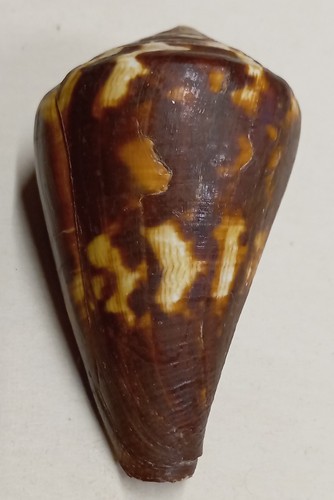 Conus vexillum - conus, (rhizoconus)