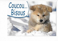 CHIEN  CHIENS  CHIOTS