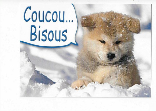 Chien chiens chiots - ,